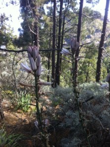 Pico Las Nieves- Los Hornos
