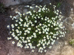 Pico Las Nieves- Los Hornos2