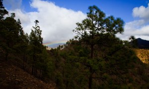 Cruz Grande Cercados Araña