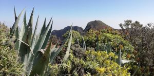 Guayadeque Cruz Socorro